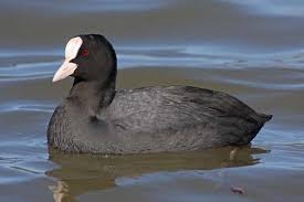 Attēlu rezultāti vaicājumam “Fulica atra adult”