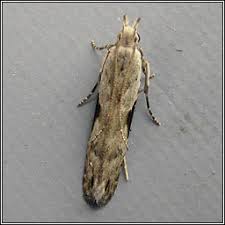 Attēlu rezultāti vaicājumam “Hypatima rhomboidella”