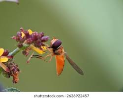 Attēlu rezultāti vaicājumam “Episyrphus balteatus”