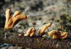 Attēlu rezultāti vaicājumam “Macrotyphula fistulosa var. contorta”