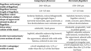 Attēlu rezultāti vaicājumam “Dicranum flagellare”