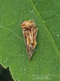 Attēlu rezultāti vaicājumam “Cicadellidae”