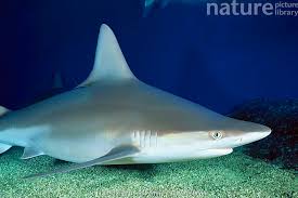 Image result for Carcharhinus plumbeus