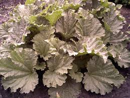 Attēlu rezultāti vaicājumam “Rheum rhabarbarum”