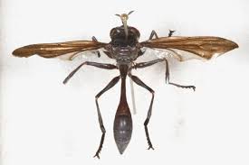 Attēlu rezultāti vaicājumam “Lymexylidae”