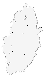 Attēlu rezultāti vaicājumam “Hedya salicella”