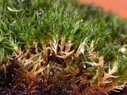 Attēlu rezultāti vaicājumam “Didymodon tophaceus”