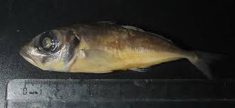 Image result for Trachurus trachurus