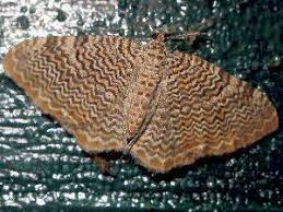 Attēlu rezultāti vaicājumam “Hydria undulata”