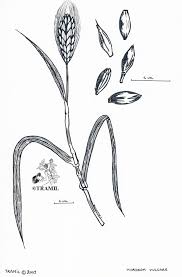 Attēlu rezultāti vaicājumam “Hordeum vulgare”