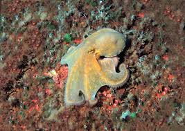 Image result for Octopus vulgaris