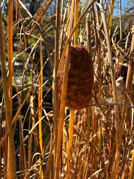 Attēlu rezultāti vaicājumam “Typha angustifolia  leaf”
