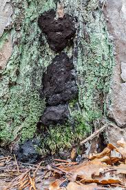 Attēlu rezultāti vaicājumam “Amaurochaete sp.”