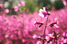 Attēlu rezultāti vaicājumam “Silene viscaria fruit”