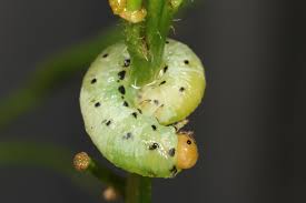 Attēlu rezultāti vaicājumam “Tenthredo scrophulariae exuvia”