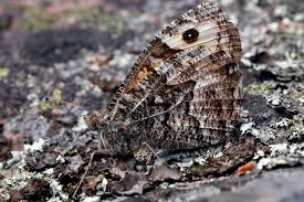 Attēlu rezultāti vaicājumam “Hipparchia semele”