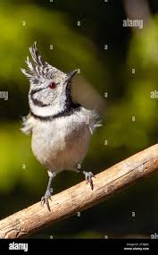 Attēlu rezultāti vaicājumam “Lophophanes cristatus”