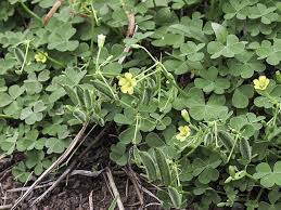 Attēlu rezultāti vaicājumam “Oxalis corniculata fruit”