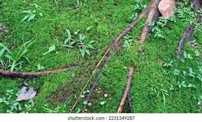 Attēlu rezultāti vaicājumam “Sphagnum girgensohnii”