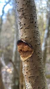 Attēlu rezultāti vaicājumam “Dichomitus campestris”