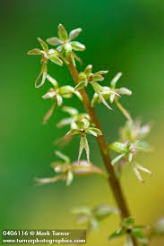 Attēlu rezultāti vaicājumam “Listera cordata fruit”