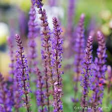 Attēlu rezultāti vaicājumam “Salvia nemorosa fruit”