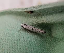 Attēlu rezultāti vaicājumam “Yponomeuta plumbella”