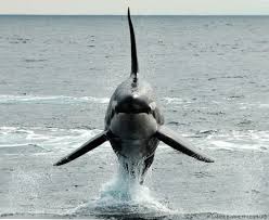 Image result for Orcinus orca
