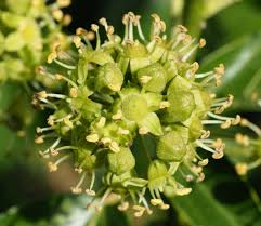 Attēlu rezultāti vaicājumam “Hedera helix  flower”