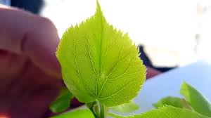 Attēlu rezultāti vaicājumam “Tilia cordata leaf”