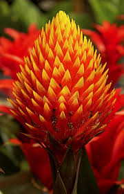 Картинки по запросу гусмания