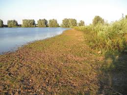 Attēlu rezultāti vaicājumam “Ephemerum serratum sporophyte”