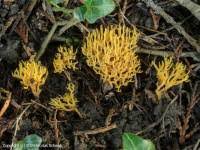 Attēlu rezultāti vaicājumam “Ramariopsis crocea”