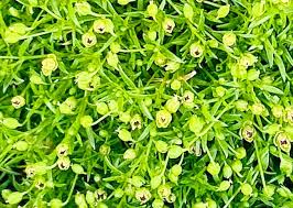 Attēlu rezultāti vaicājumam “Sagina procumbens flower”