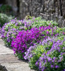 Attēlu rezultāti vaicājumam “Aubrieta deltoidea flower”
