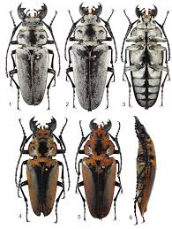 Attēlu rezultāti vaicājumam “Tritomegas bicolor imago”