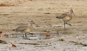 Image result for Limosa haemastica
