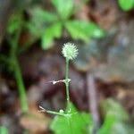 Attēlu rezultāti vaicājumam “Galium odoratum fruit”
