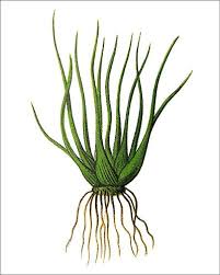 Attēlu rezultāti vaicājumam “Isoetaceae”