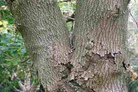 Attēlu rezultāti vaicājumam “Acer negundo”