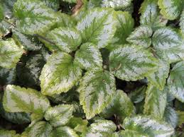 Attēlu rezultāti vaicājumam “Lamiastrum galeobdolon bud”