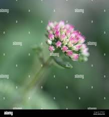 Attēlu rezultāti vaicājumam “Hylotelephium telephium bud”