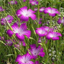 Image result for Agrostemma githago