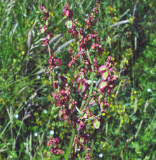 Attēlu rezultāti vaicājumam “Rumex acetosa flower”