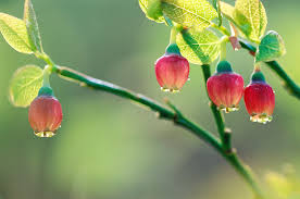 Bildergebnis für "Vaccinium myrtillus"