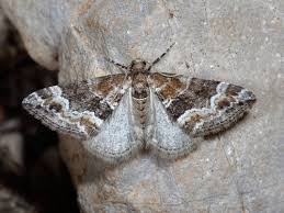 Attēlu rezultāti vaicājumam “Perizoma bifaciata”