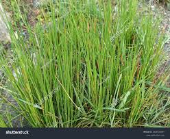 Attēlu rezultāti vaicājumam “Trichophorum cespitosum fruit”