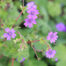 Attēlu rezultāti vaicājumam “Geranium pyrenaicum flower”