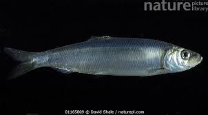 Image result for Clupea harengus