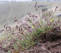 Attēlu rezultāti vaicājumam “Poa trivialis flower”